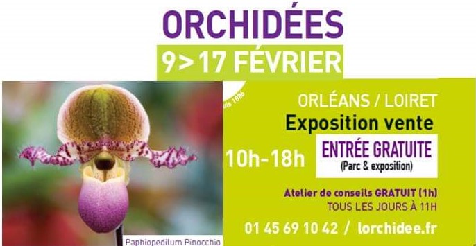 Orchidees 2019