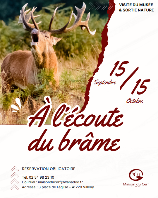 A l ecoute du Brame Villeny 15 09 25