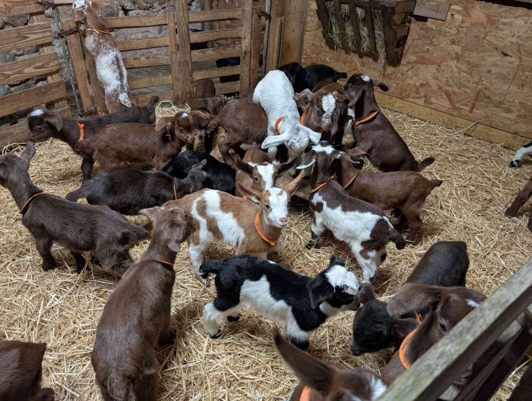 Ranch des roves 01 26