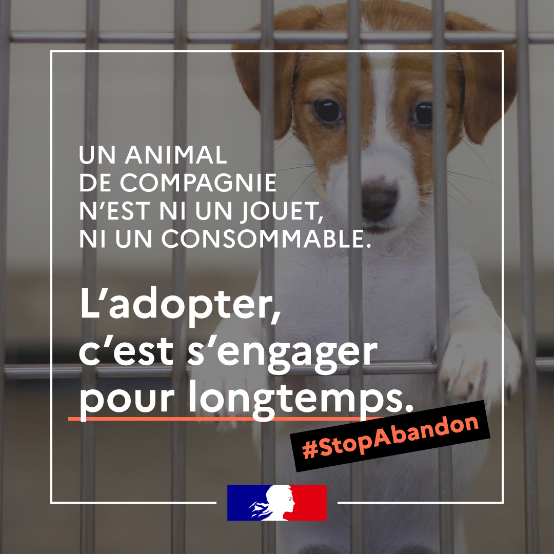 Adoption abandon animaux 08 2021