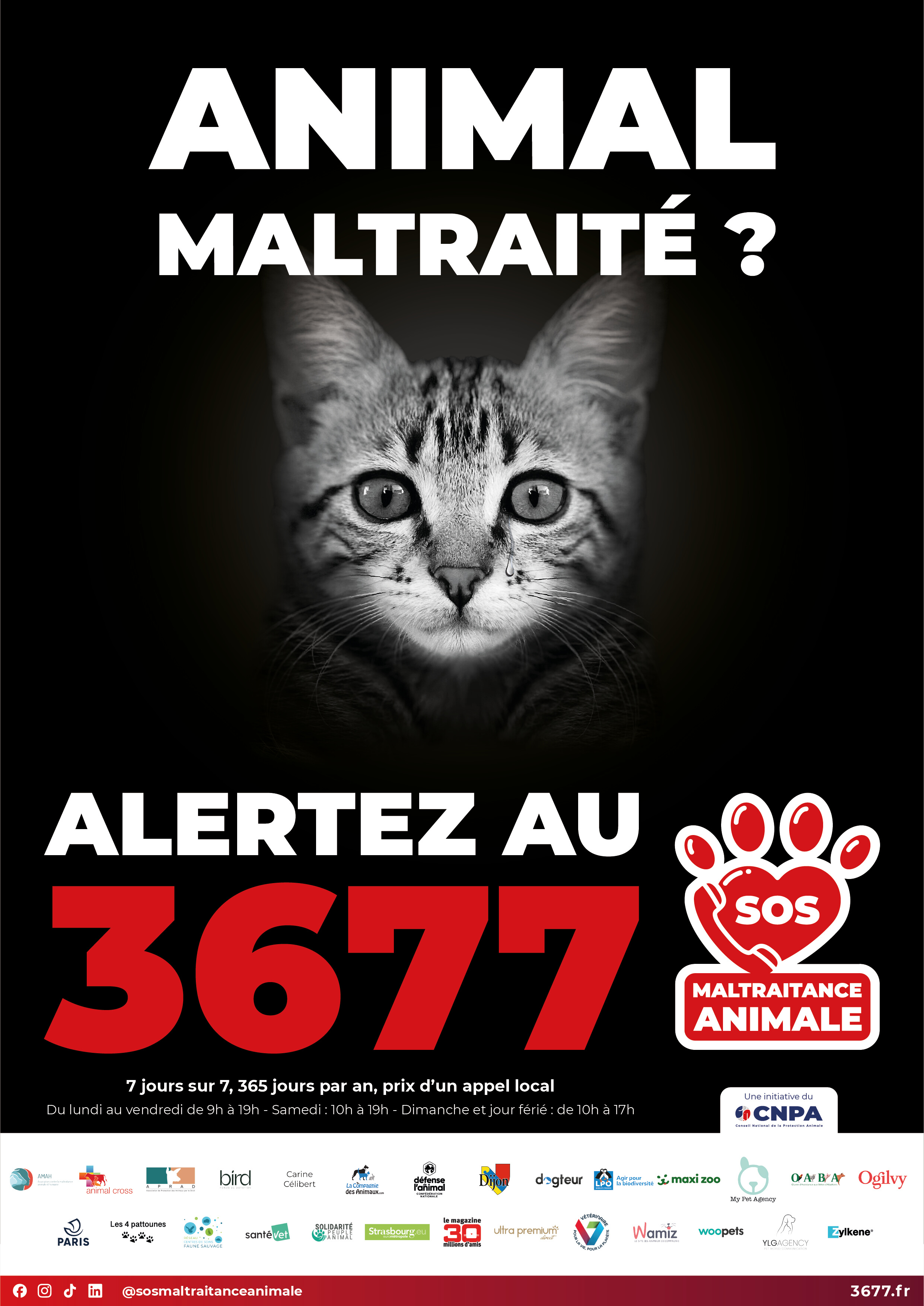 3677 SOS maltraitance animale affiche Chat