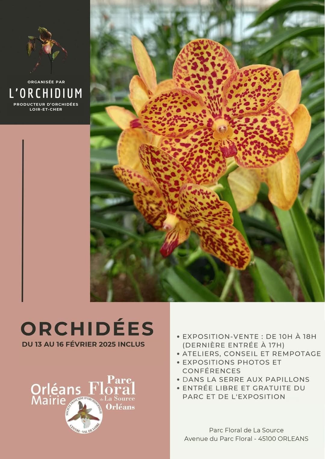 Orchidees Orleans 13 02 25